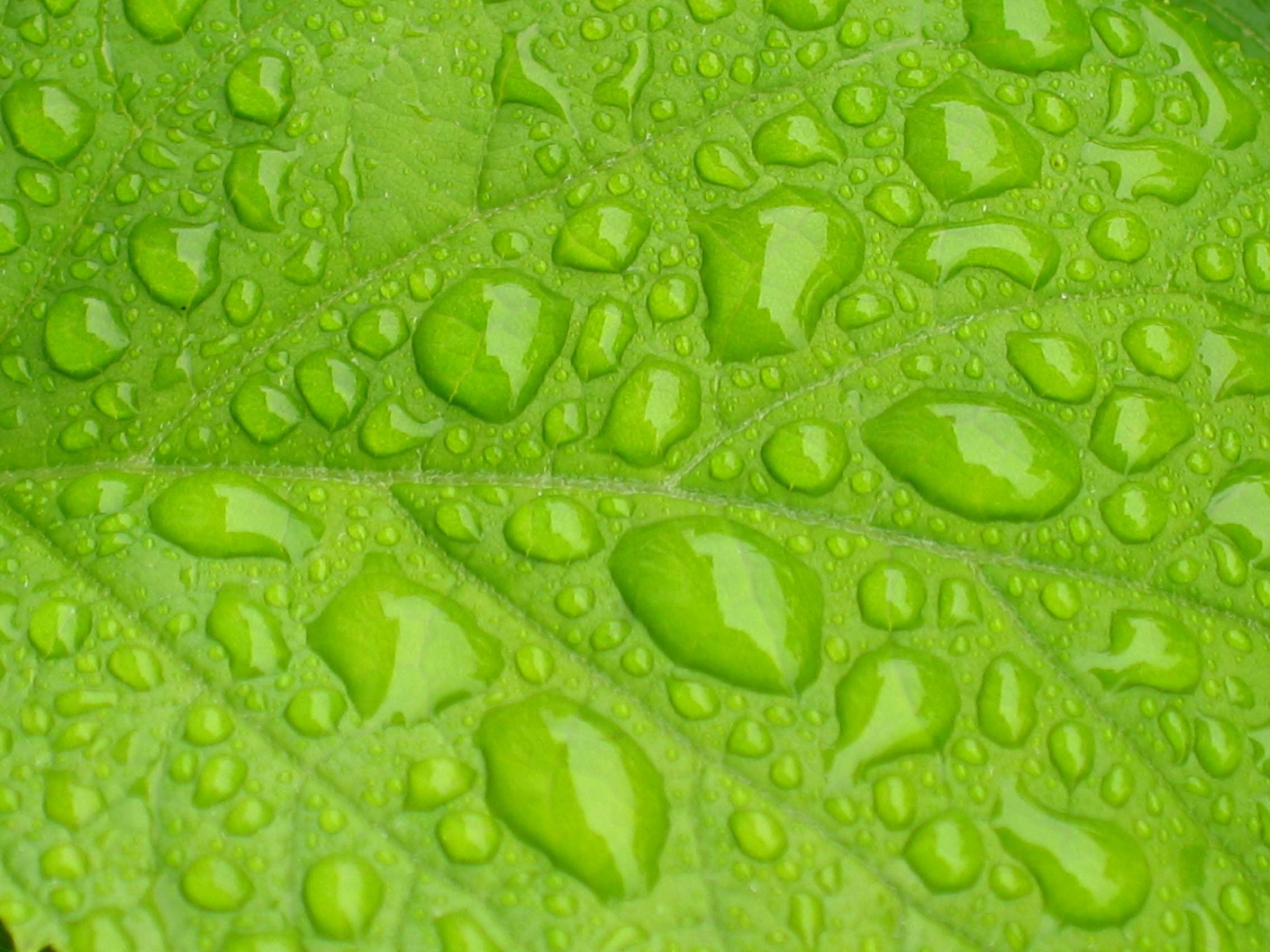 Green wall wet wallpaper #7555